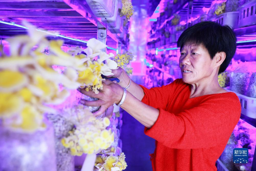 免费送彩金彩票网